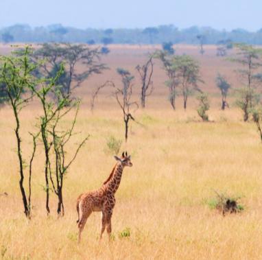 Long neck to help it reach high up leaves Long tongue to help it grab and pull leaves off the branches Long legs to help it reach high up leaves Little horns male giraffes use these for fighting Big