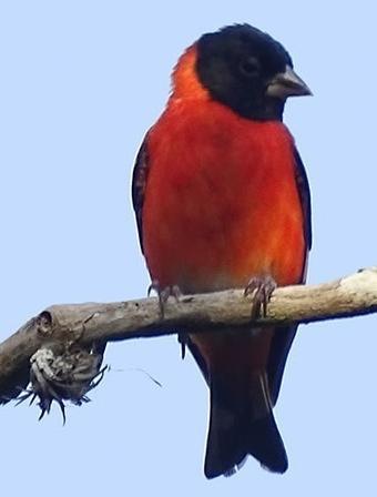 Conservation genomics of the highly endangered Red Siskin Haw Chuan Lim Dept of