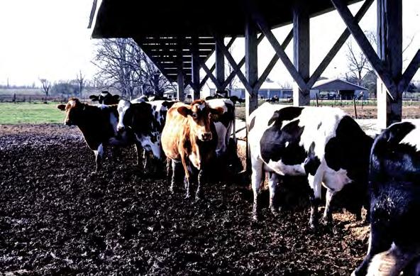 OPPORTUNITIES IN DAIRY CATTLE P Improve reproductive efficiency by reducing or eliminating problems