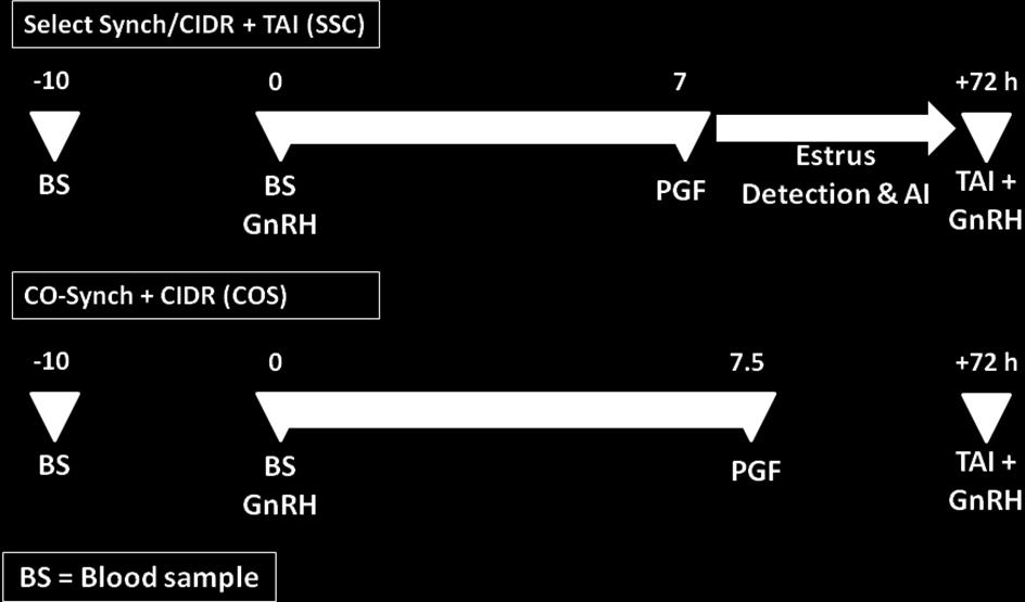 Synch/CIDR + TAI (SSC)