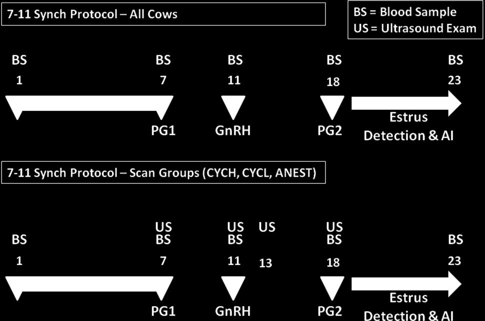 and cows within scan groups (cycling with high