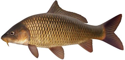 Fish A variety of freshwater fish can be used for aquaponics systems, the most popular of which are: Carp, Goldfish, Trout, Smallmouth Bass, Largemouth Bass, Catfish, Koi, Tilapia, Barramundi Jade