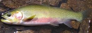 Trout Trout, which belong to the same family as the salmon, live in different environments and can have dramatically different colorations and