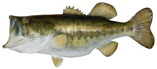 Largemouth Bass The largemouth is an olive green fish, marked by a series of dark, sometimes black, blotches forming a jagged horizontal stripe