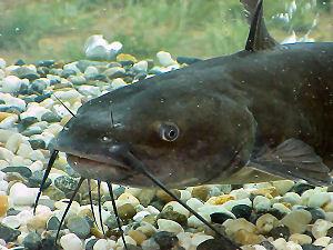 Catfish Catfishes are a diverse group of ray-finned fish.