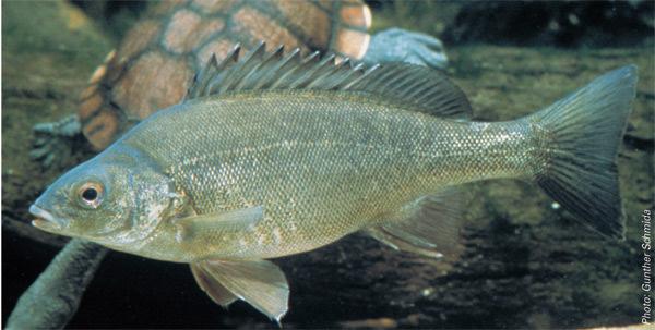 Silver Perch Silver perch is a medium sized freshwater fish endemic to the Murray-Darling river system in south-eastern Australia.