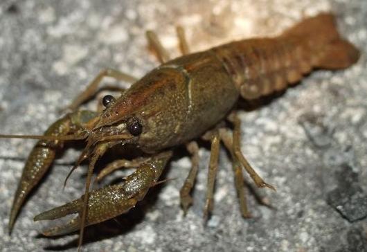 Crayfish Crayfish, crawfish, or crawdads are freshwater crustaceans resembling small lobsters, to which they are related. Most crayfish cannot tolerate polluted water.