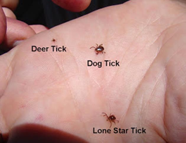 Ticks in New Jersey There are three main tick species in NJ that impact humans American Dog Tick (Dermacentor variabilis) Lone Star Tick
