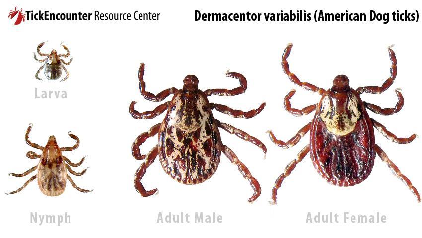 Types of Ticks American Dog Tick- Dermacentor variabilis In our Tick Lab, we don t ever see