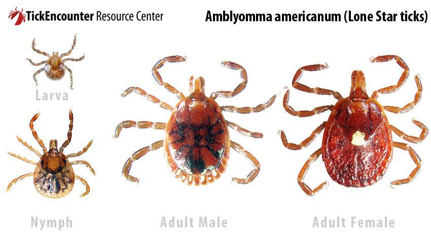 Types of Ticks Lone Star Tick- Amblyomma americanum