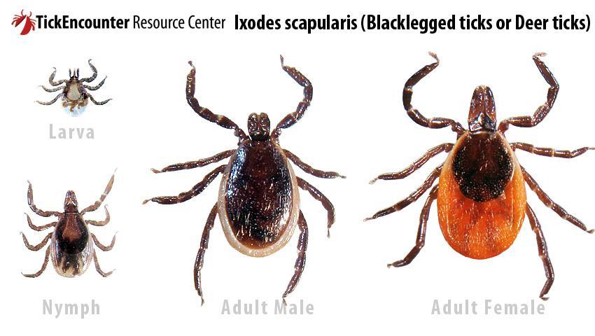 Types of Ticks Black-legged Tick- (Deer Tick) Ixodes
