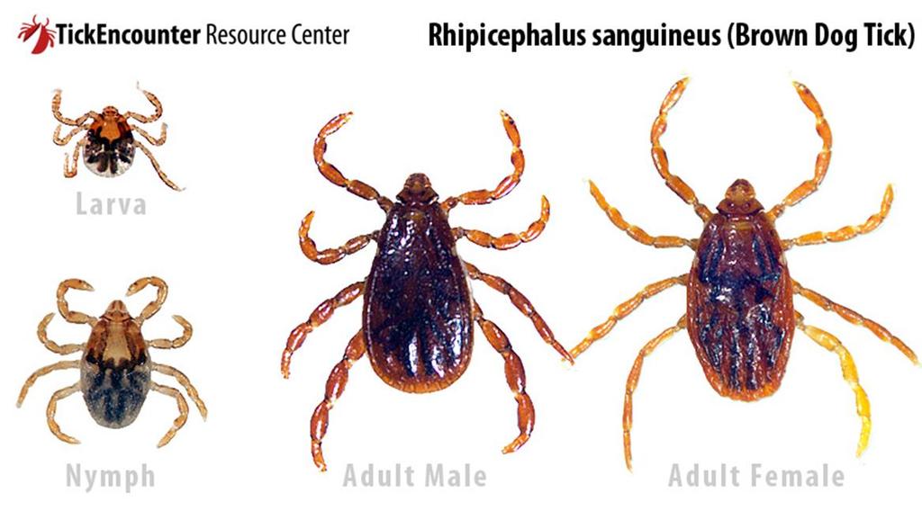Types of Ticks Brown Dog Tick- Rhipicephalus sanguineus