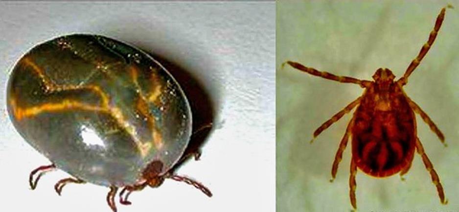 Types of Ticks NEW Longhorned Tick November 2017 Found on farm in Hunterdon County Spring 2018 Found ticks had overwintered on farm April 24, 2018 Confirmed found in Union