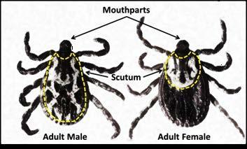 Tick Anatomy Mouthparts- ticks do not