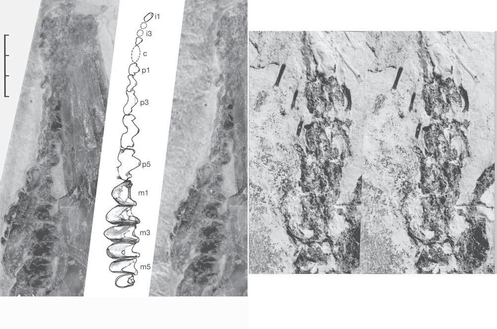 LETTERS NATURE Vol 439 12 January 2006 Holotype. Nanjing Institute of Geology and Palaeontology, Nanjing, China (NIGPAS) 139381A, B (Fig.