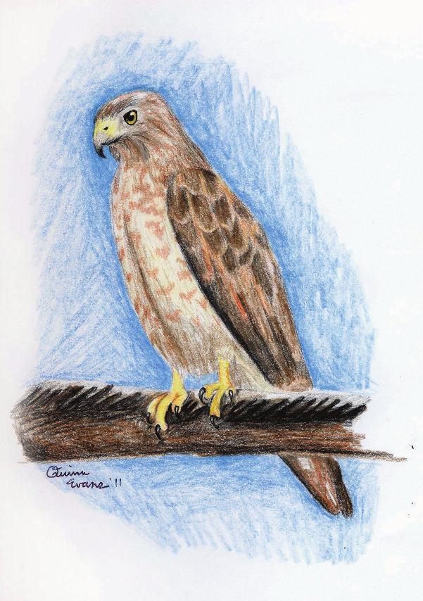 Despite their smaller size, both the red-shouldered and broad-winged hawks retain that very buteo-like body shape: chunky, broad-shouldered birds with wide, rounded wings and tail.