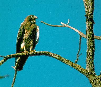 SWAINSON'S HAWK POPULATION AND
