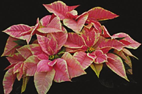 5 A 8 PT LL B JI JI B LL PTRTAR ARB ARBTAR IC PUC* JI BLL RC This is a striking poinsettia with rosy red bracts