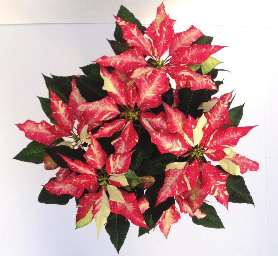Jingle Bell Rock has a dramatic appearance with a bright red background and a blaze of white along the mid-vein.