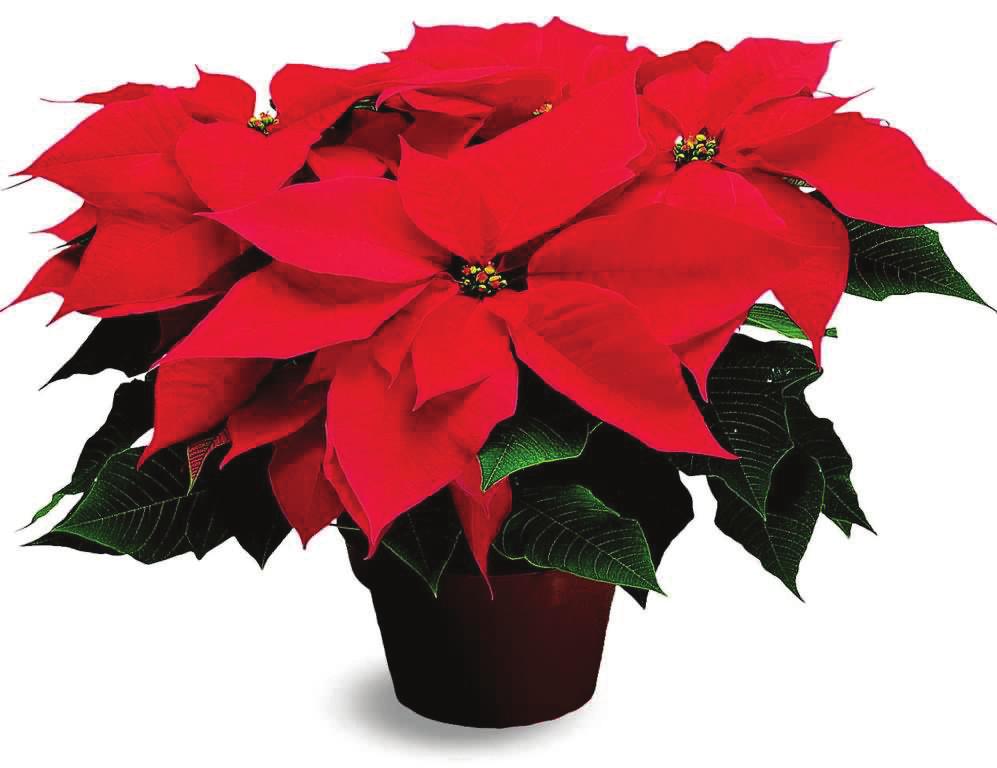 5 A 8 PT CRA TRAI This is an elegant dark red poinsettia timed for peak color late in the season.