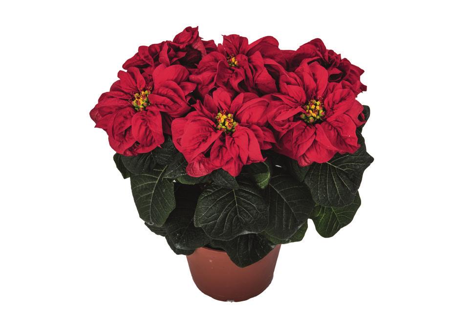 PTI Prestige is one of the BT Red Poinsettias with dark red bracts displayed on very strong branches and dark green leaves.