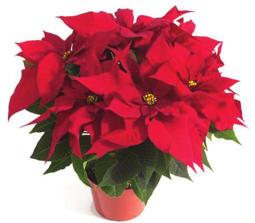 Leaves are a lighter green set off with margins of yellow to cream. A unique look for poinsettias. The curled bracts are beautiful and very long lasting.
