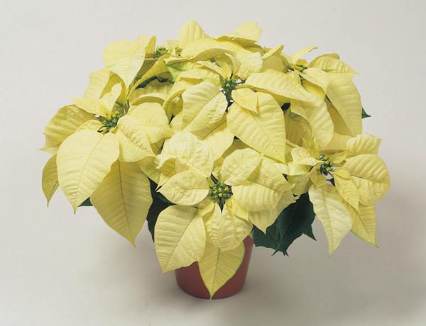 Large white bracts have strong branching and good heat and cold tolerance.