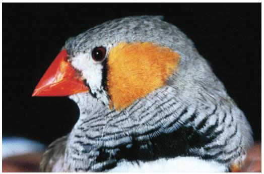 Is ultraviolet special? 255 Fig. 4. A typical male wild-type zebra finch, showing the three regions for which reflectance was measured in Fig.