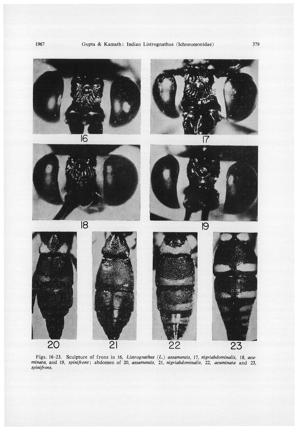1967 Gupta & Kamath: Indian Listrognathus (Ichneumonidae) 379 Figs. 16-23. Sculpture of frons in 16, Listrognathus (/,.
