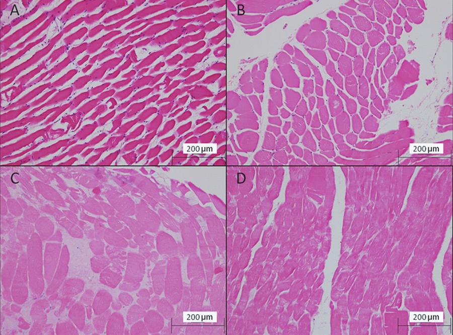 25 Figure 6. Histological findings. (A) Negative Control, (B) O. scutellatus test, (C) B. arietans test, (D) P. porphyriacus test. demonstrate a significant degree of protein digestion included, P.