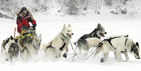 The current route for the Iditarod race spans 975-998 miles from its start point in Anchorage to its end in Nome.