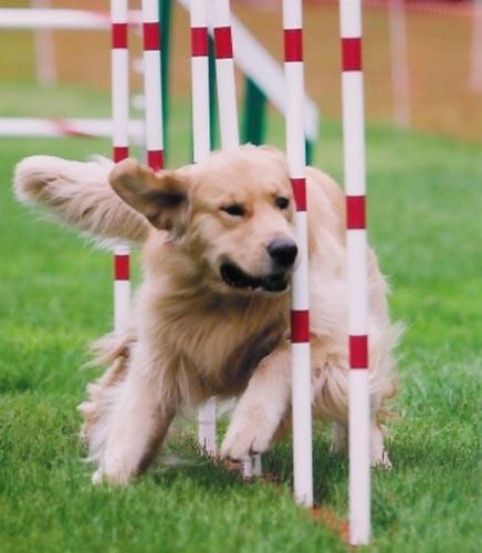 One obstacle is called an A-frame, which is when a dog runs up a steep ramp and down the other side at the same angle.