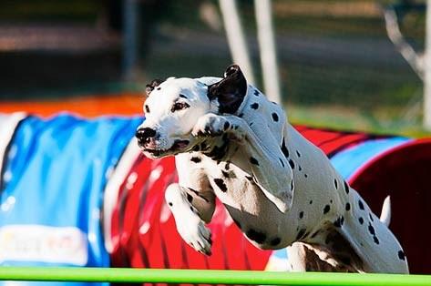 Another obstacle is the tire jump, which is an elevated tire or hoop that dogs must jump through without touching the sides, testing precision.