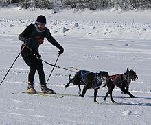 Skijoring Through Winter By Arill Bartrand During this last summer season, you probably had several enjoyable experiences with your dog whether it was hiking or even just walks in the park.