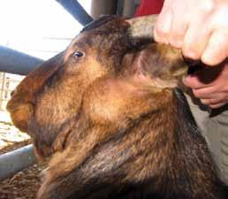 Know your goat diseases Bacterial Disease Abscesses Distrubution Abscesses occur to a greater or lesser extent on every small-stock farm in South Africa and elsewhere.