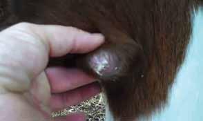 abscesses. It does not usually affect the lymph nodes, but causes superficial abscesses just under the skin. In sheep and goats, the abscess destroys the structure of the lymph gland.
