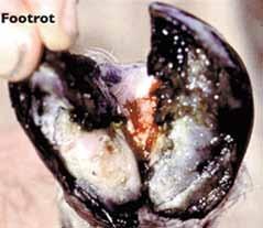 free conditions during wet, buddy periods, and lives on the hoof material and skin, which it digests. The bacterium can survive for a long time in the hoof and not be apparent until conditions change.