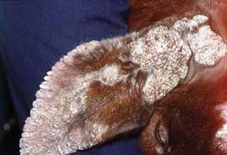 Animals of all ages can be affected, enters these small lacerations and causes a red lump which later forms a scab.