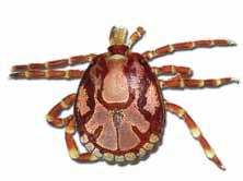 Cause The disease is caused by te rickettsial organism transmitted by the bont or heartwater tick (Amblyonna hebraeum).