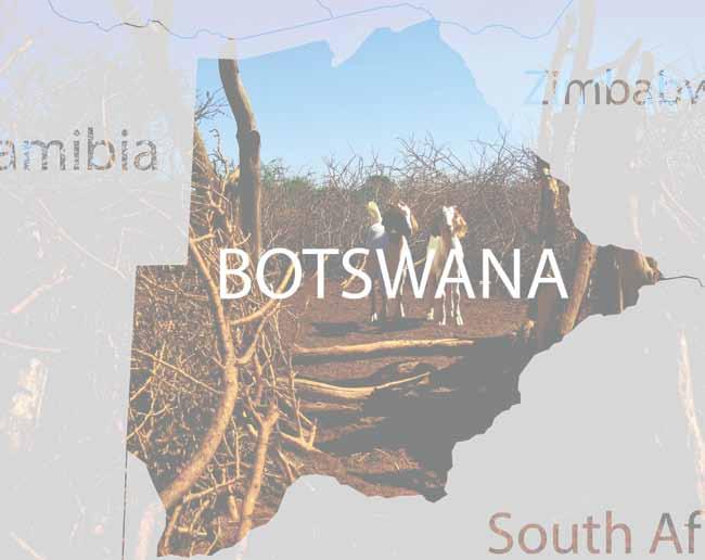 How to successfully farm goats in botswana - FAHEEM KALA BUSHRA KALAHARI REDS & BOER GOATS Gakuto, Botswana bushra.stud@gmail.