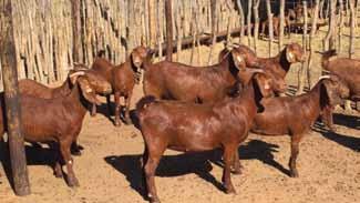 Nutritional requirements of goats can vary depending on life stage, activity level, pregnancy, lactation and breed. Increased production demands will also cause an increase in nutritional demands.