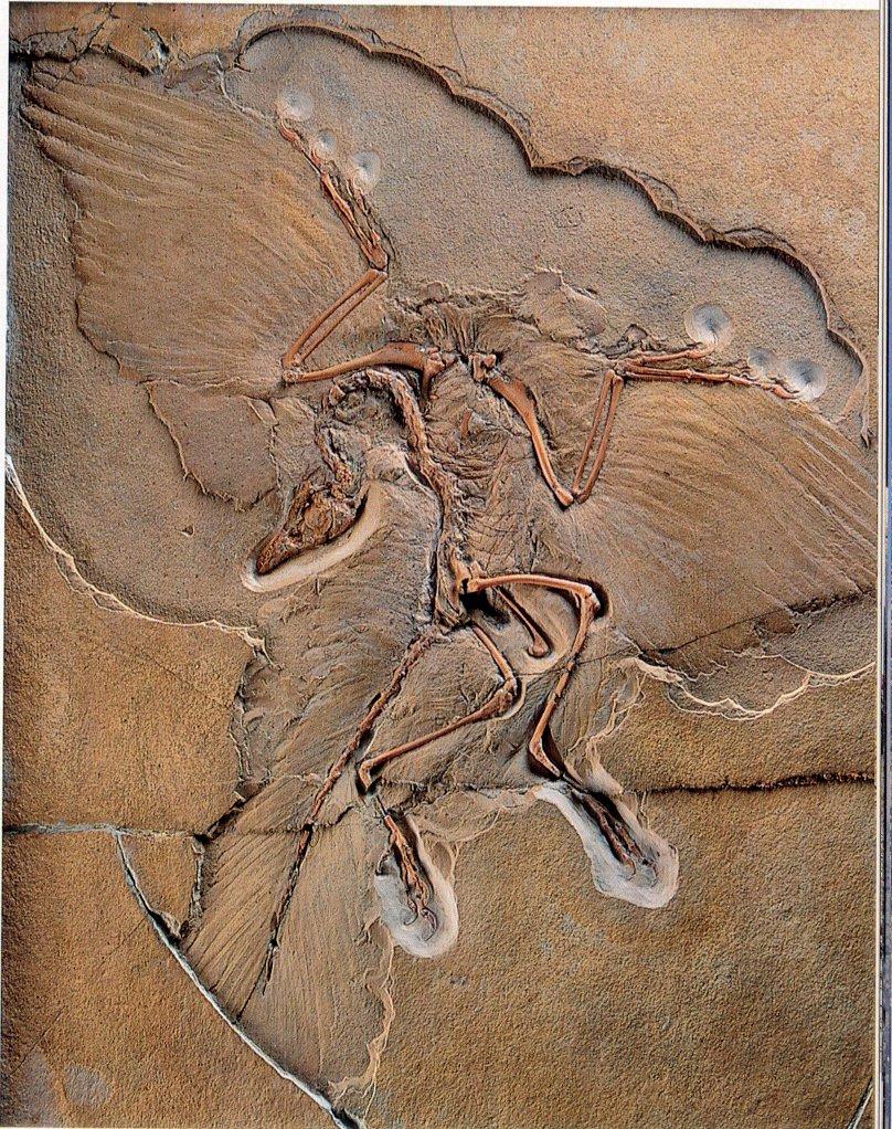 Archaeopteryx lithographica from