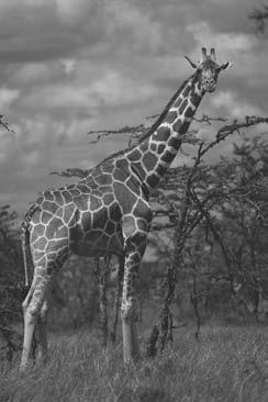 Giraffes are the tallest land mammals. They can grow to be nearly 19 feet (5.8 m) tall. This allows giraffes to eat leaves from trees that other animals cannot reach.