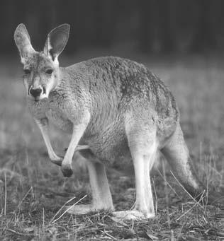 and is used for pushing off when hopping. Also, all kangaroos have large tails that help them keep their balance. Large kangaroos can hop at speeds up to 30 35 mph (13 16 m/s).