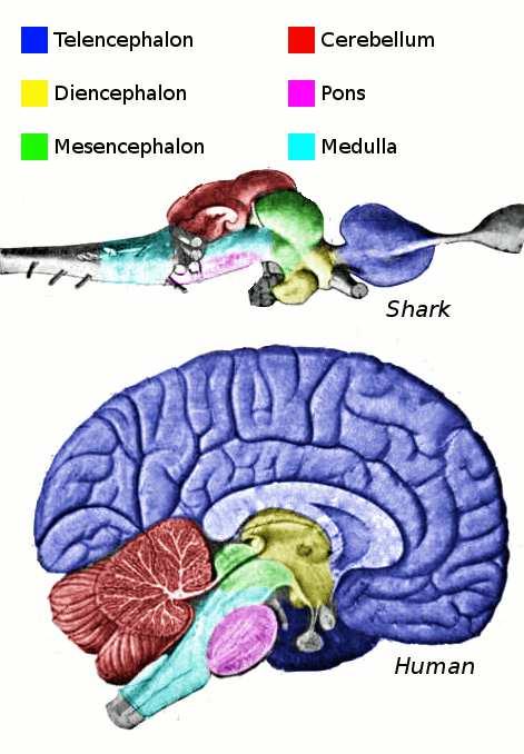 Midbrain (Optic Tectum) Hindbrain (Cerebellum) Hindbrain (Brainstem) The