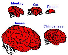 monkeys, humans, all of them).