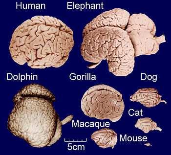 Brain size Absolute Brain Size Measures to compare brain size among species: 1) Absolute Brain Size 2) Relative Brain Size 3) Encephalization Quotient 4) Cortical Neurons Humans do not have the