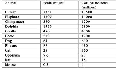 Cortical neurons Literally count up the number of neurons in cortex.