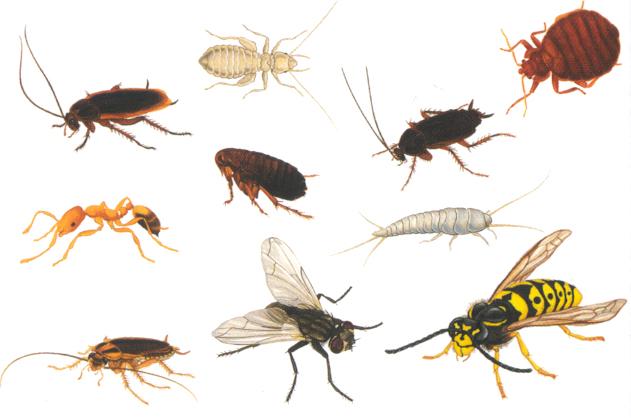 Insects are invertebrates and belong to the Phylum Arthropoda. They are one of the most successful group of organisms in the world containing more than 925,000 types of species.