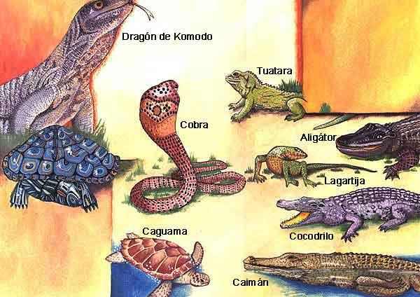 Reptiles are cold-blooded and belong to the Phylum Vertebrata. They are found nearly everywhere except in Antarctica. There are approximately 8,000 existing species of reptiles.